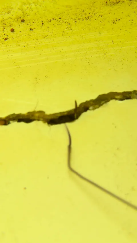 Dye drawn into the crack.